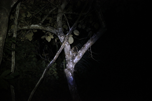 Southern Margay