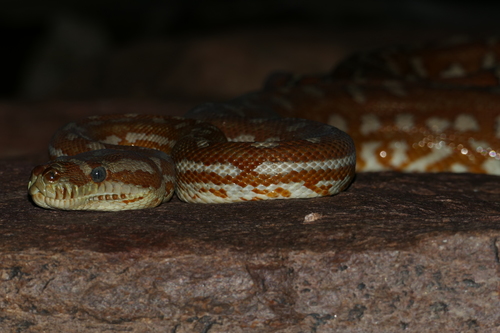 Centralian Carpet Python sighting