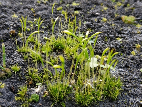Bruchiaceae