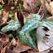 Trillium underwoodii - Photo (c) robdv, todos los derechos reservados, subido por robdv