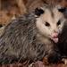 Large New World Opossums - Photo (c) sdrov, all rights reserved, uploaded by sdrov