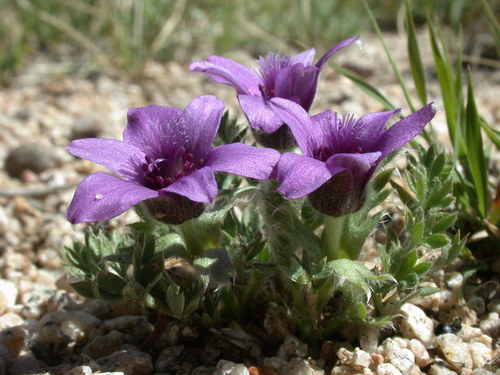 Pulsatilla bungeana C.A.Mey. ex Ledeb.