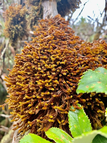 Chandonanthus squarrosus