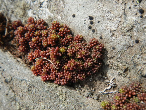 Sedum stefco