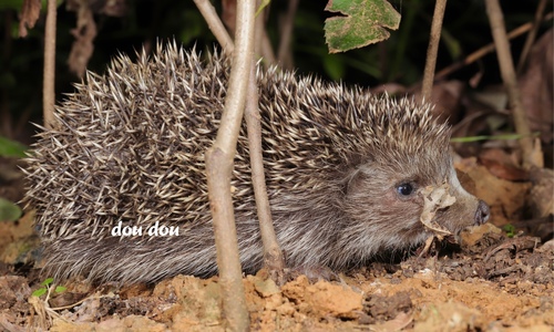 Amur Hedgehog
