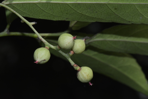 Ficalhoa laurifolia