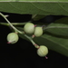 Ficalhoa laurifolia - Photo (c) Warren McCleland, כל הזכויות שמורות, הועלה על ידי Warren McCleland