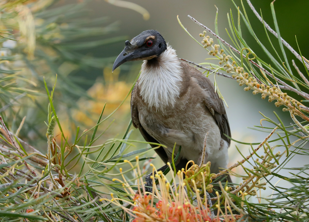 Noisy Friarbird (Philemon corniculatus) photo
