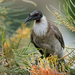 Noisy Friarbird - Photo (c) Paul, all rights reserved, uploaded by creaturesnapper