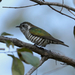 Australian Shining Bronze Cuckoo - Photo (c) Paul, all rights reserved, uploaded by Paul