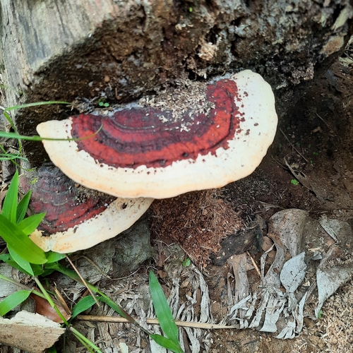 Earliella scabrosa