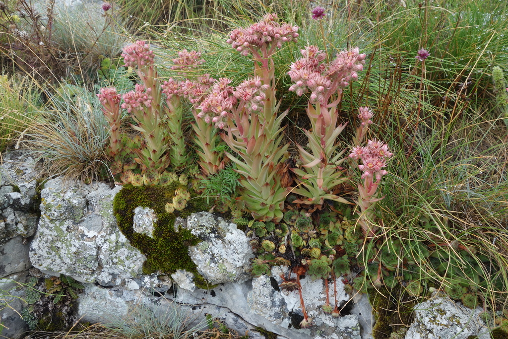Marbled houseleek