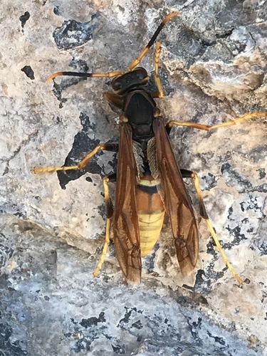 Comanche Paper Wasp