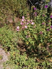 Image of Rhynchanthera grandiflora