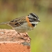 Rufous-collared Sparrow - Photo (c) Esteban Poveda, all rights reserved