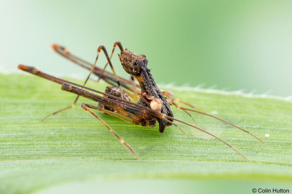 Long-necked Assassin Spiders From Ifanadiana, Madagascar On February 28 ...