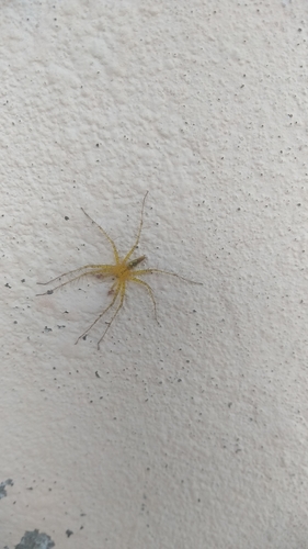 Architis spinipes