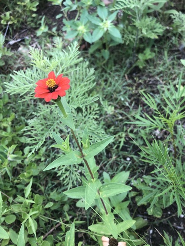Peruvian zinnia