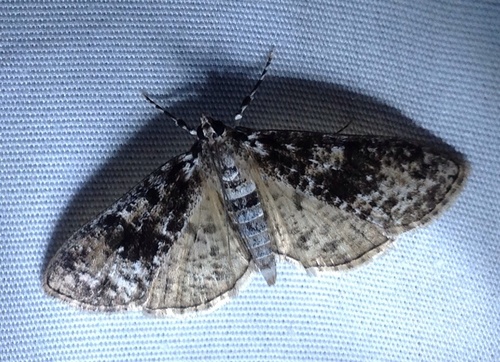 Splendid Palpita Moth (Butterflies and Moths of Floracliff Nature ...