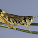 Shasta Slant-faced Grasshopper - Photo (c) Alice Abela, all rights reserved