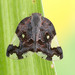 Black Planthopper - Photo (c) c_hutton, all rights reserved, uploaded by c_hutton