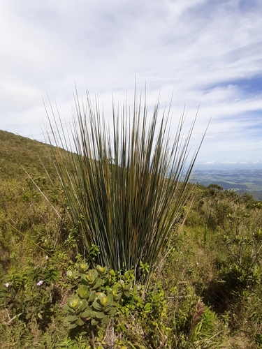 Glaziophyton mirabile