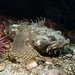Bigmouth Sculpin - Photo (c) Madi Reynolds, all rights reserved, uploaded by Madi Reynolds