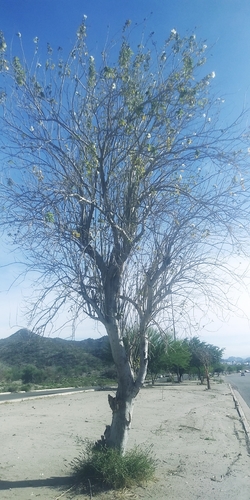 Tree Morning Glory