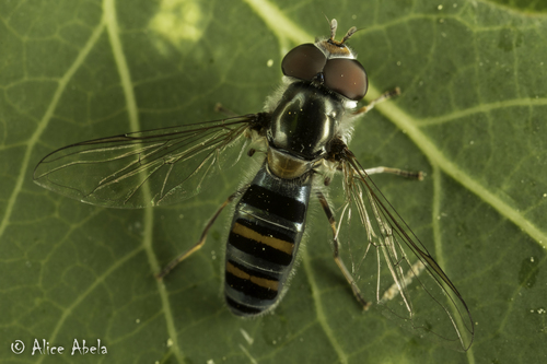 Diverse-banded Flower Fly