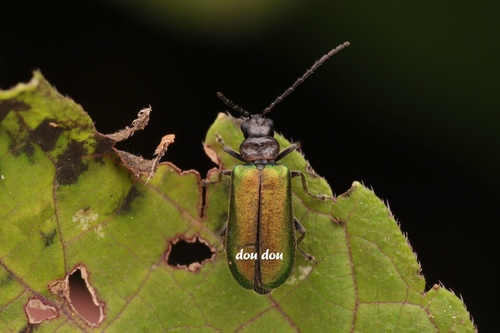 Apophylia viridipennis · iNaturalist