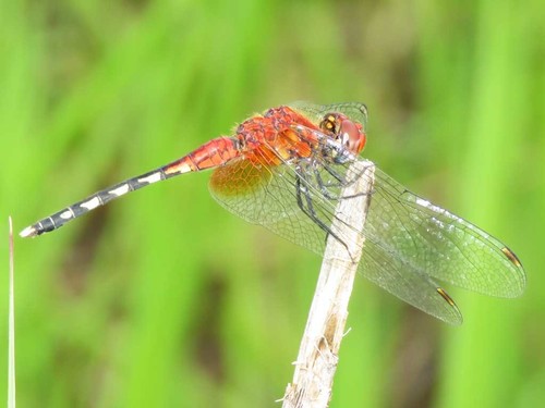 Barbet Percher