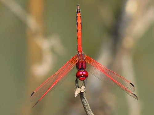 Red-veined Dropwing