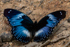 Blue Diadem Butterfly - Photo (c) Rogério Ferreira, all rights reserved, uploaded by Rogério Ferreira