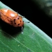 Mycotretus minutus - Photo (c) Anderson Rabello Pereira, all rights reserved, uploaded by Anderson Rabello Pereira