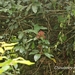 Viburnum arboricolum - Photo (c) Lijin Huang (紫楝), todos los derechos reservados