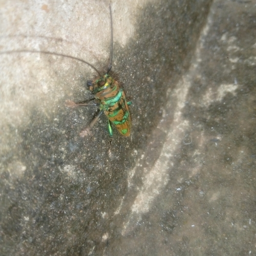 Sternotomis pulchra