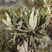 Espeletia occulta - Photo (c) Breiner Tarazona, todos los derechos reservados, subido por Breiner Tarazona