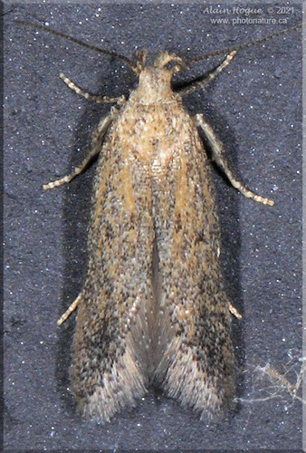 Scrobipalpula sacculicola