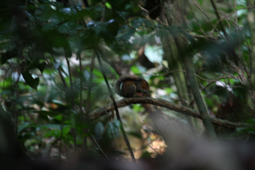 Redcheeked Rope Squirrel from Ocean, Cameroon on February 13, 2014 at
