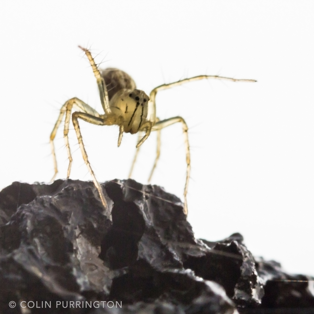 Wild Utah photos, descriptions and locations - Lynx Spider, Oxyopes, tan, 2  mm long, striped legs, long face