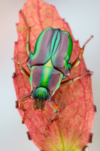 Genus Pygora · iNaturalist United Kingdom