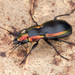 Ground Beetles - Photo (c) c_hutton, all rights reserved, uploaded by c_hutton