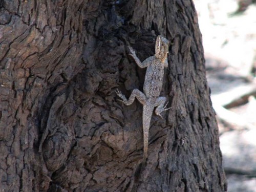 Hartmann's Agama - Photo (c) WildNothos, all rights reserved, uploaded by WildNothos