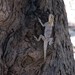 Hartmann's Agama - Photo (c) WildNothos, all rights reserved, uploaded by WildNothos
