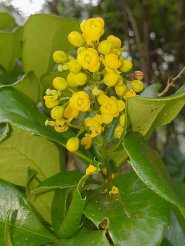 Berberis lehmannii