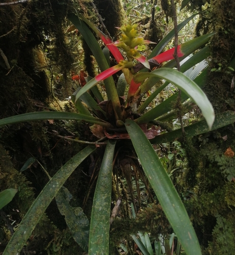 Guzmania mosquerae