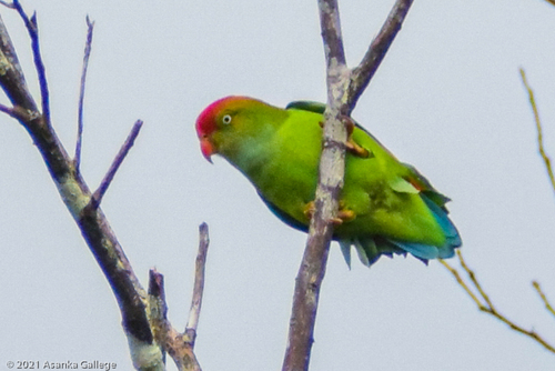Katta qorongu nipelli kokrak fotosuratlari
