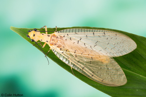 Hatt Insect Photo 111758161, (c) c_hutton, all rights reserved, uploaded by c ...