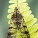 Dichoptera - Photo (c) c_hutton, todos los derechos reservados, uploaded by c_hutton