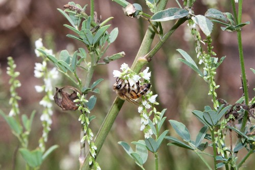 photo of Western Honey Bee (Apis mellifera)